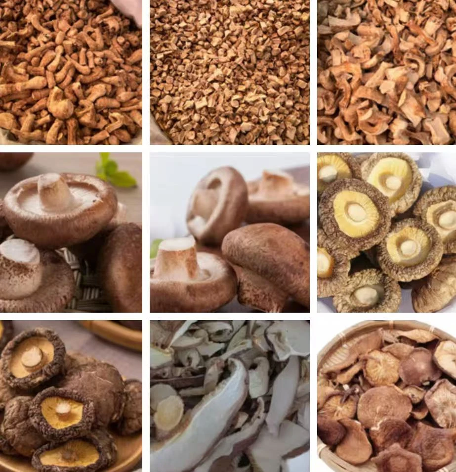 云南优质特产  香菇  A006