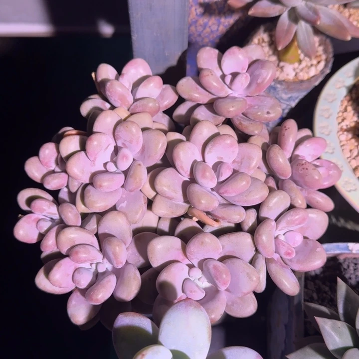 桃蛋 群生 一物一拍