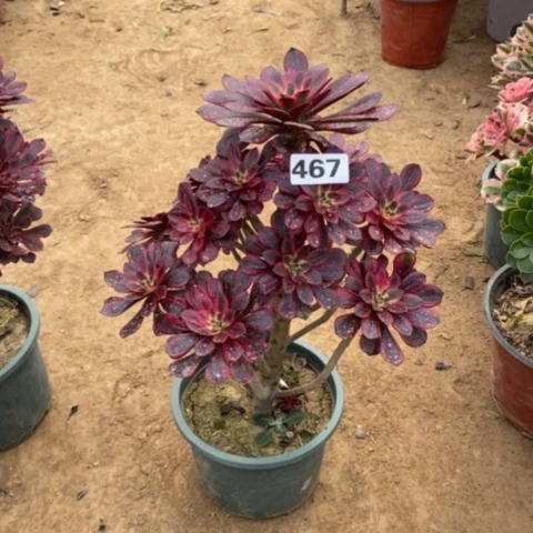 佰***?467香奈儿多肉法师