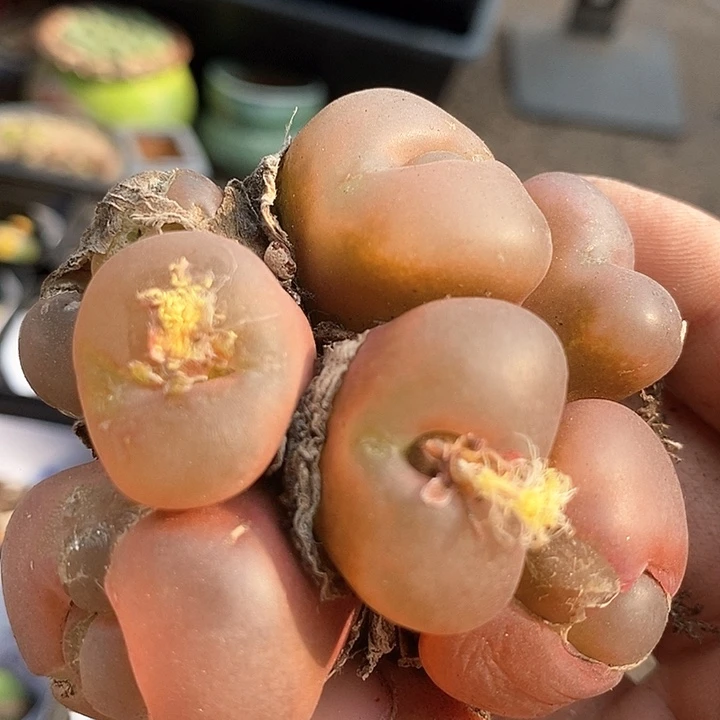 3628巨大一颗有伤