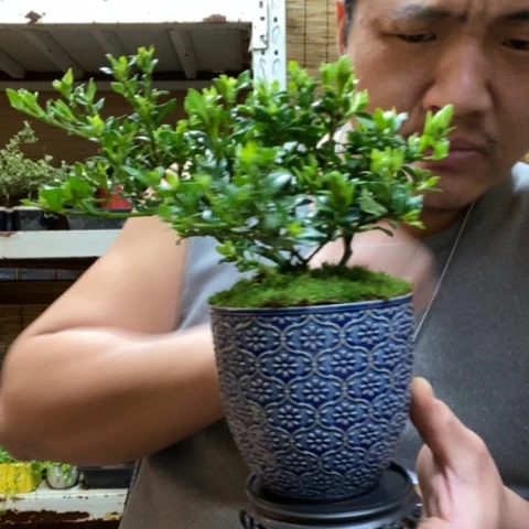 红陶一物一拍所见即所得263