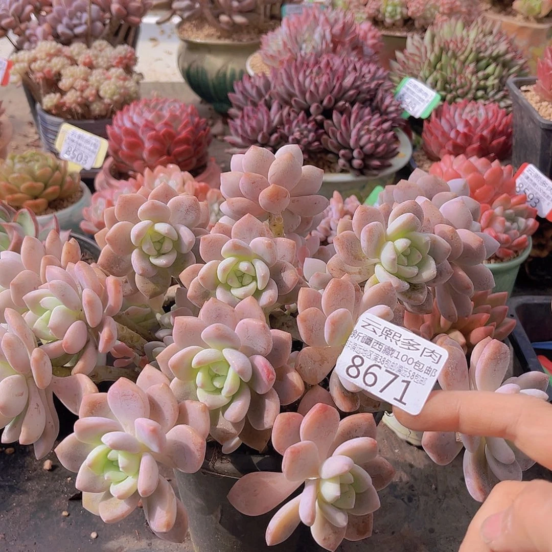 8671泡沫颗粒打包多肉植物