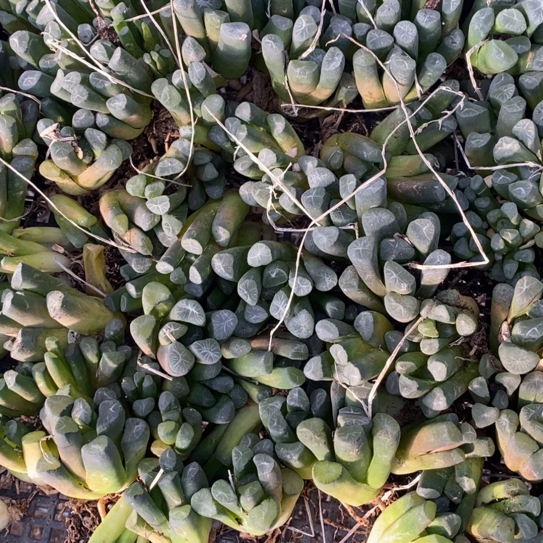 1907 一颗实生万象 超级福利