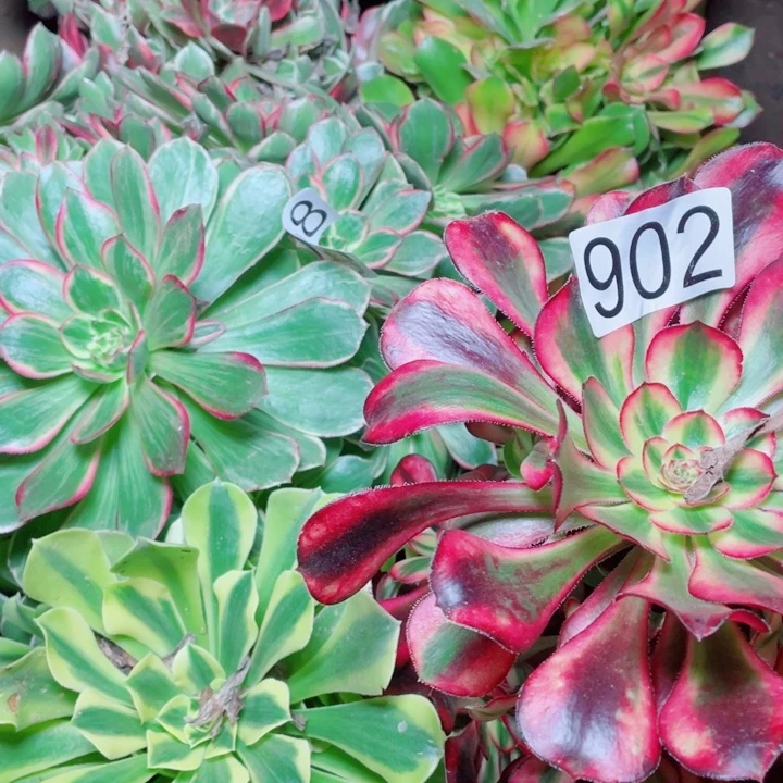 多肉植物组合902