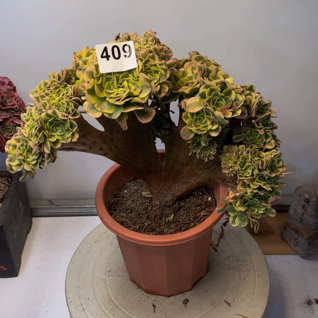 多肉植物绿豆沙自然朵朵409