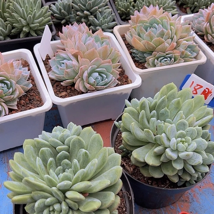 18百达一个脱土多肉