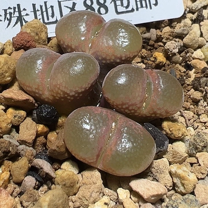 351号红风铃多肉植物