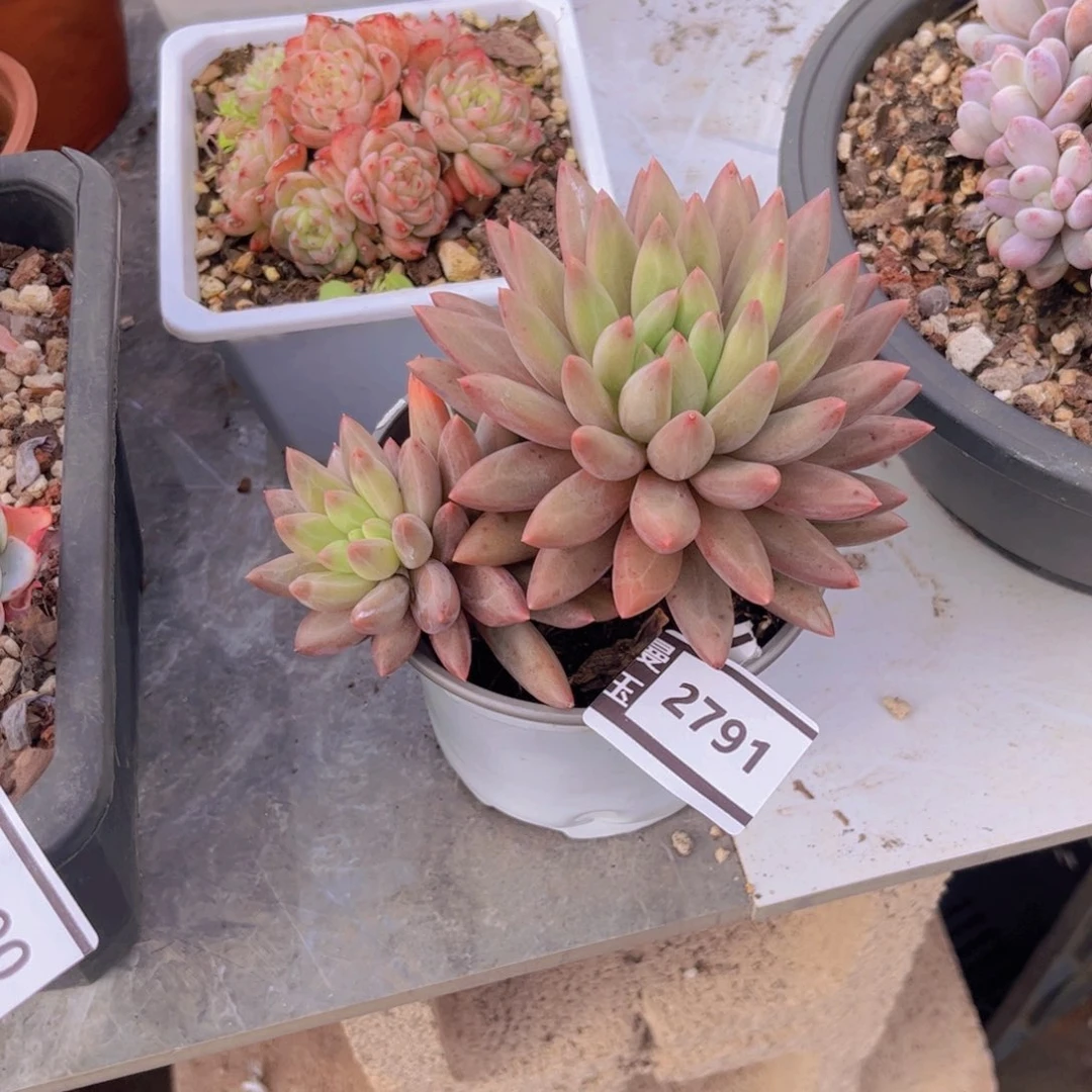 水晶球多肉植物2791