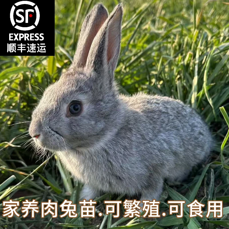 【顺丰包邮】兔子活体青紫蓝肉兔苗可食用成年可长10多斤