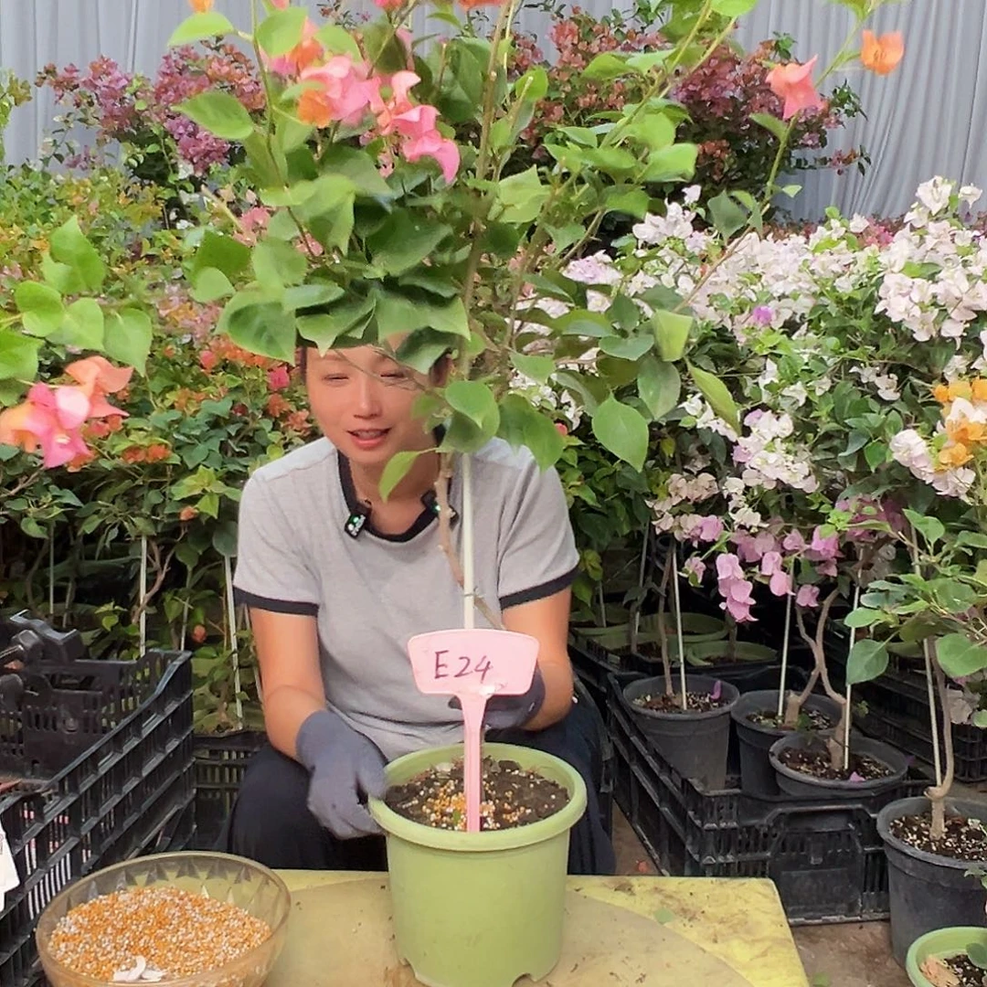 舞***凡当前无花栽培后可以开花E24波妹