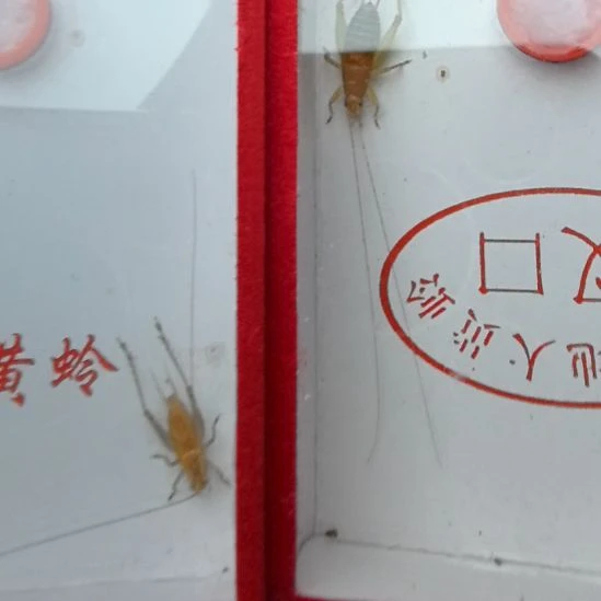 蟋蟀烈焰仙子加冬黄蛉