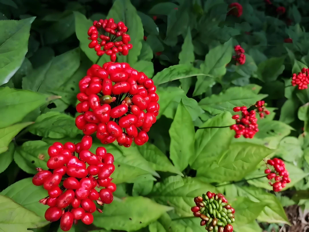 长白山新鲜人参一物一拍直播间改价链接