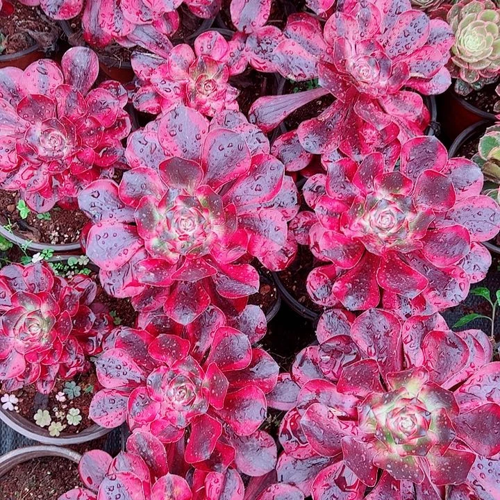 小红魔女多肉植物