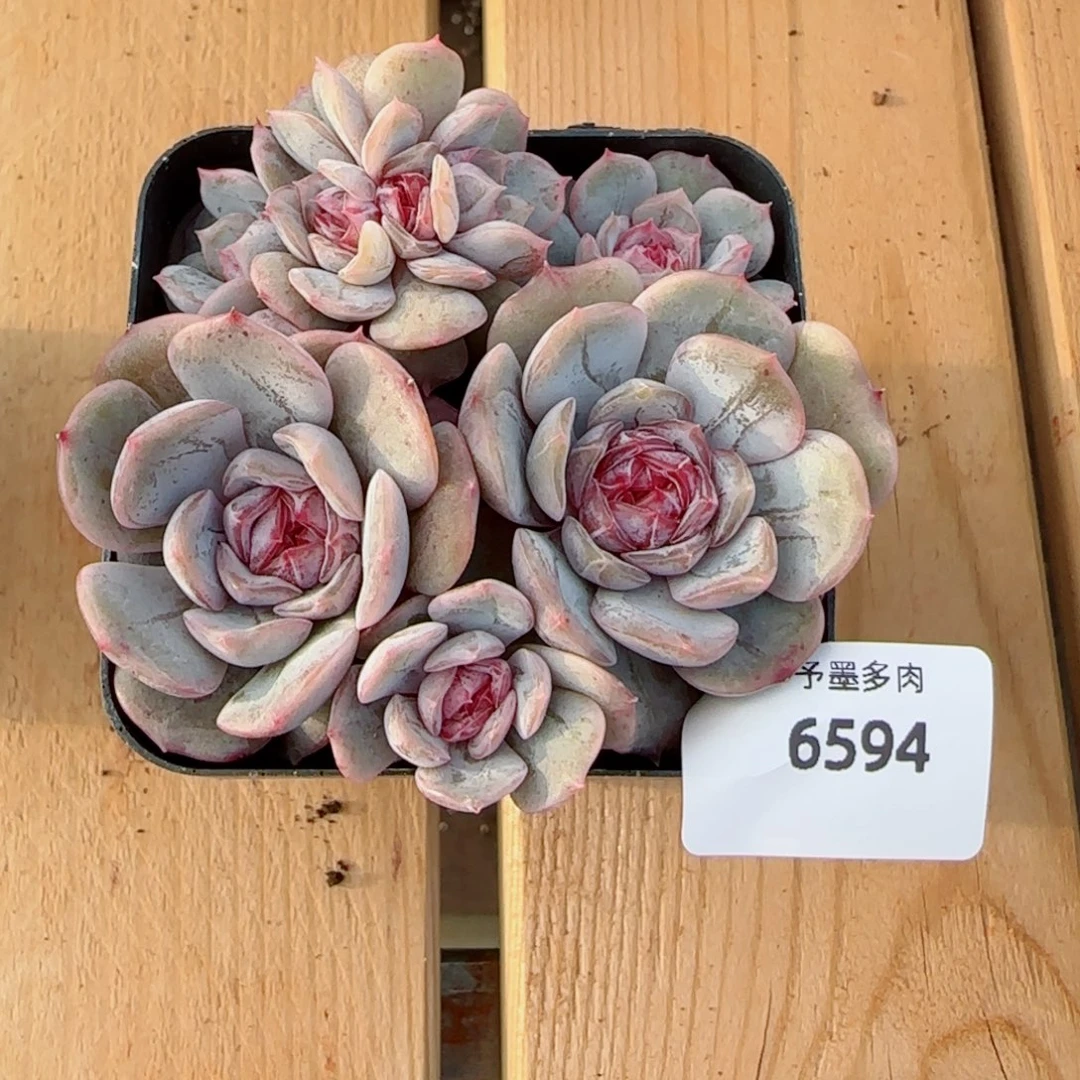 瑶***～宫花群，6594多肉植物