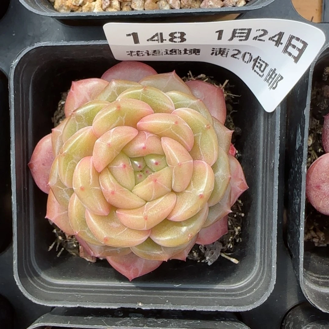 花语逸境0124-148