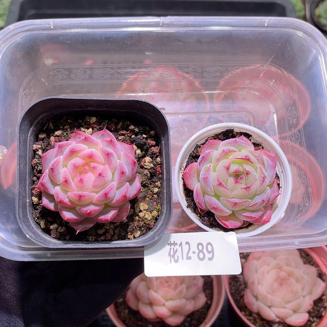 花利美12-89新品2颗