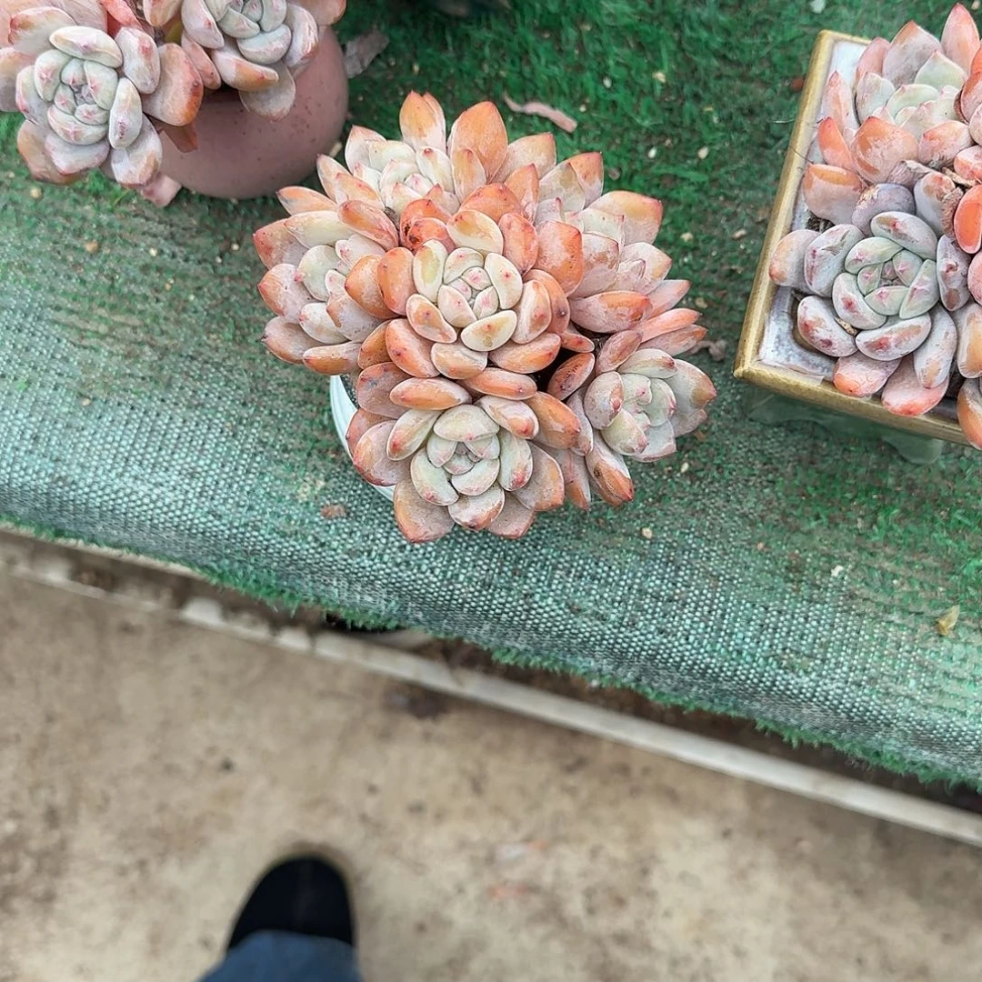 橙子7头群生带盆发货