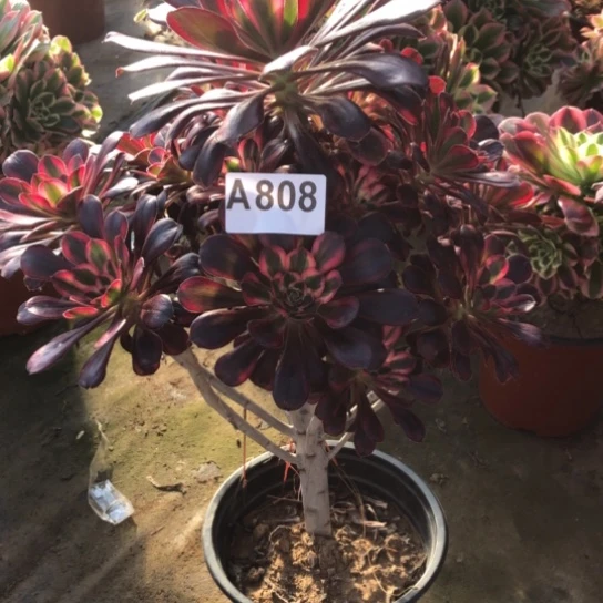 法师多肉植物点*法师808