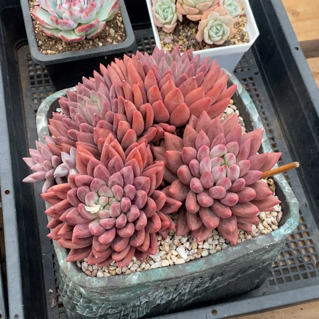 红蜻蜓大群带盆清棚
