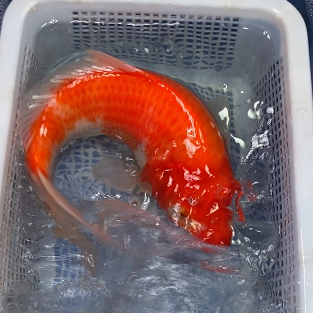 锦鲤冷水锦鲤包邮