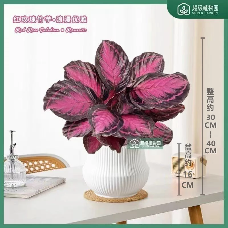 幸运女神红玫瑰竹芋盆栽彩叶芋客厅净化空气四季好养室内桌面绿植