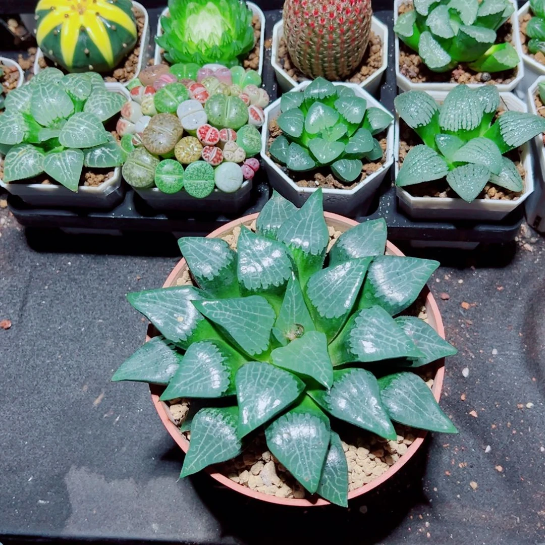 超大冰河寿多肉植物