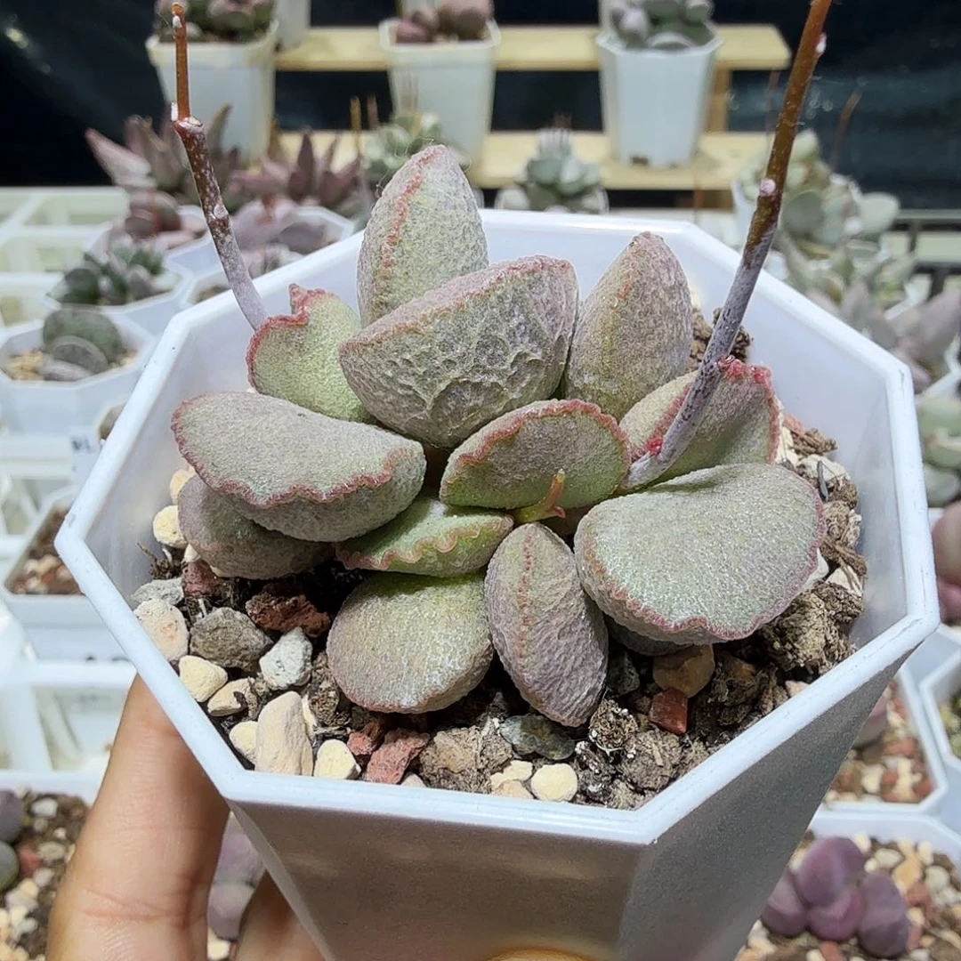 雨**晴妖姬水泡多肉植物