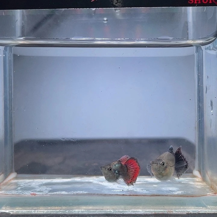 孔雀鱼幻彩球c2对