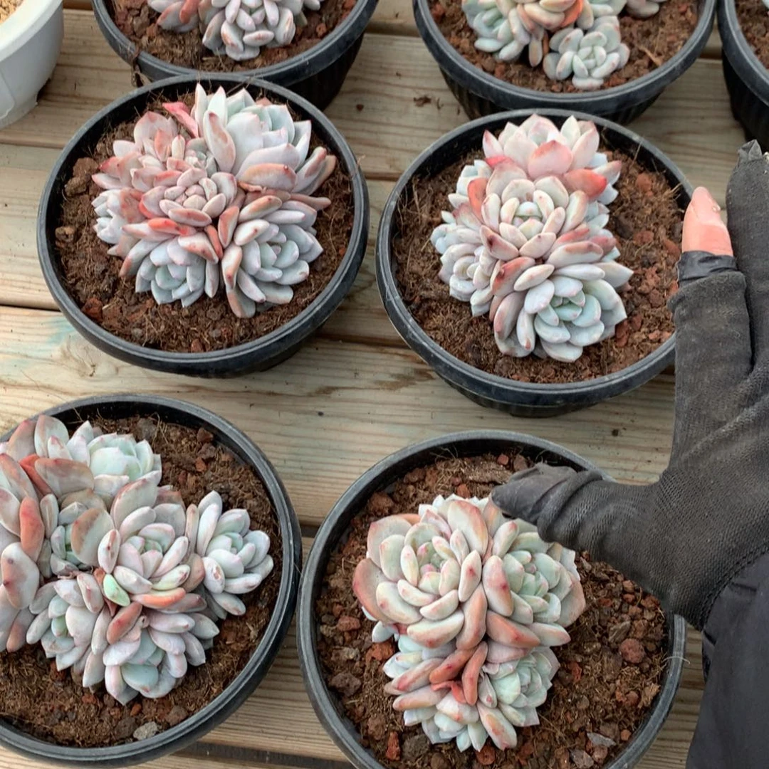 石榴籽8头起，售后范围：签收起7天内，录开箱视频