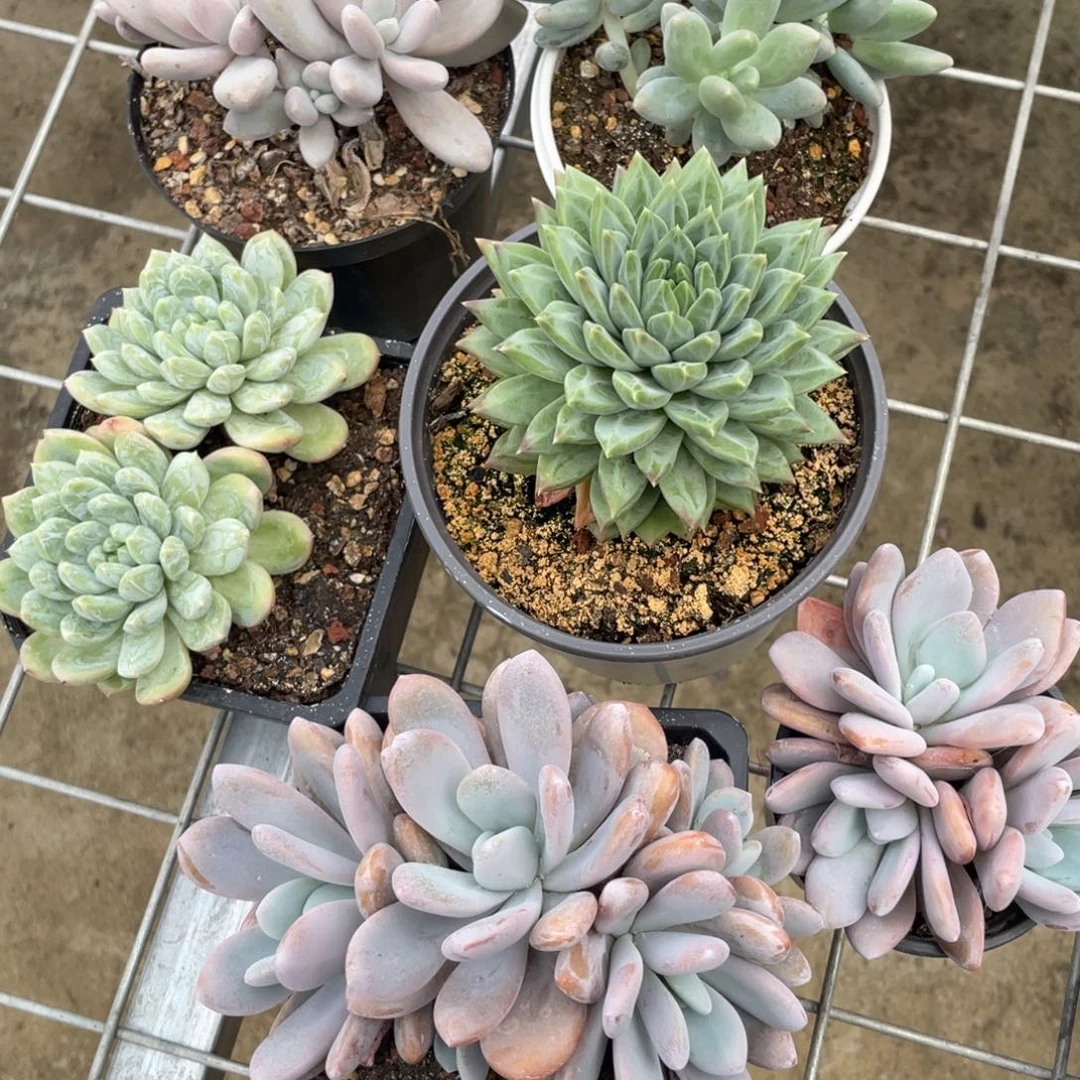 6颗组合一起多肉植物