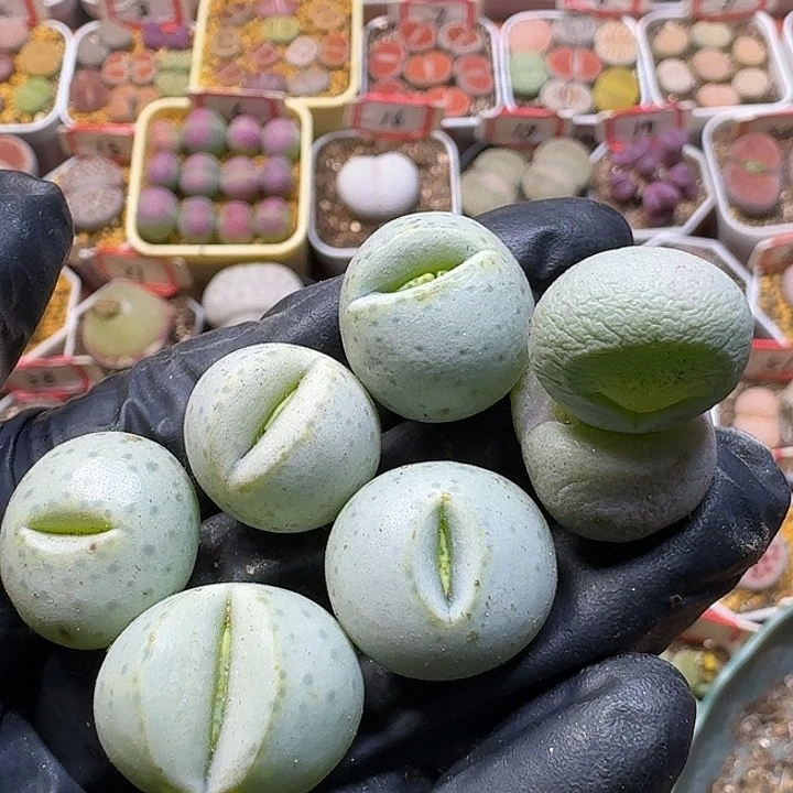 多***⑅生石花111111。      有干疤。   207