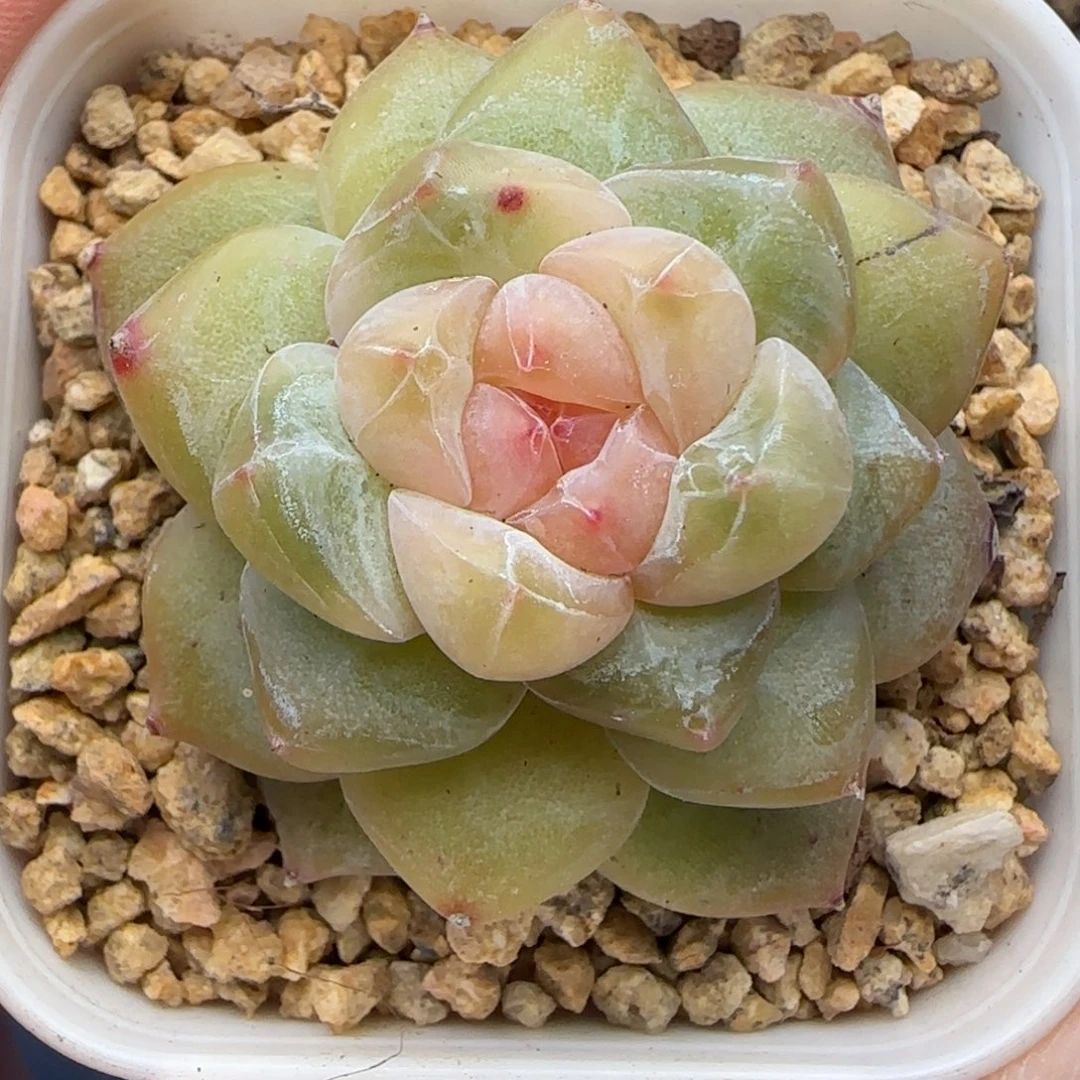 【满29包邮非偏远】032福利