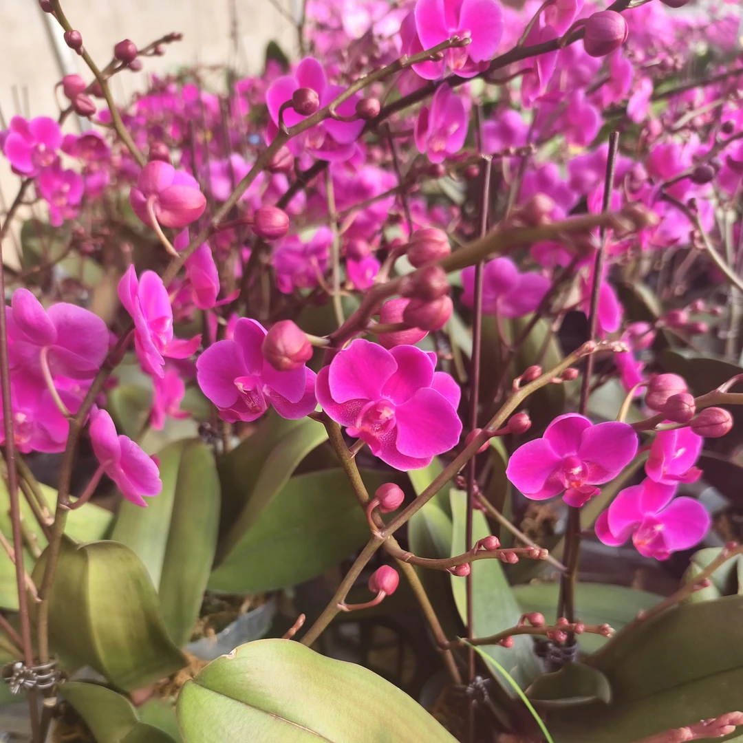 满天红蝴蝶兰开花株