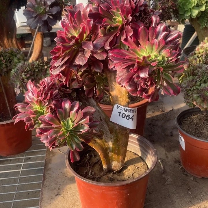 1064，美杜莎缀包邮