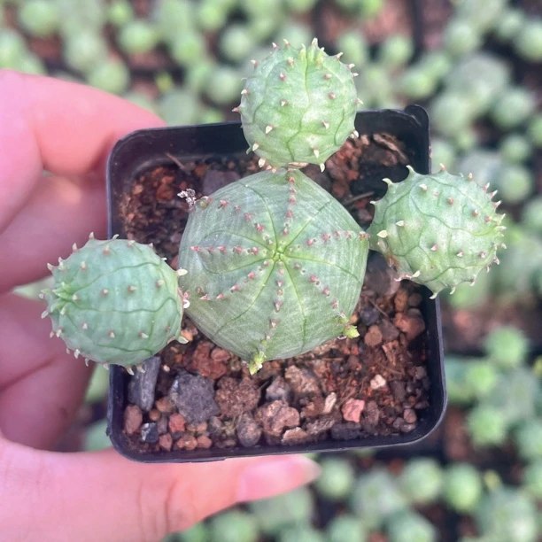 子吹布纹球仙人球随机一盆带盆土发货