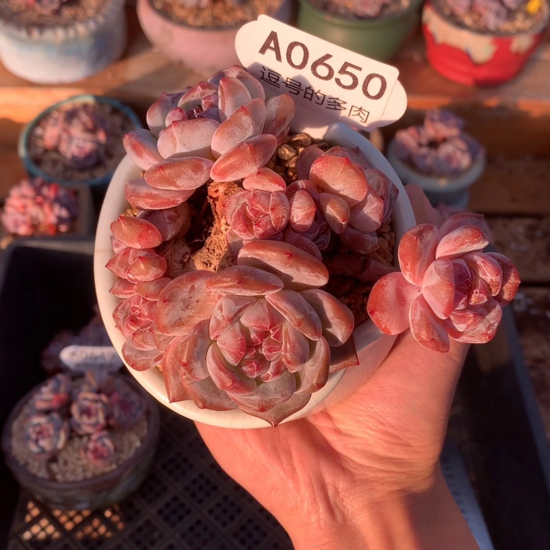 A0650 红宝石星影小树 有砍 11cm