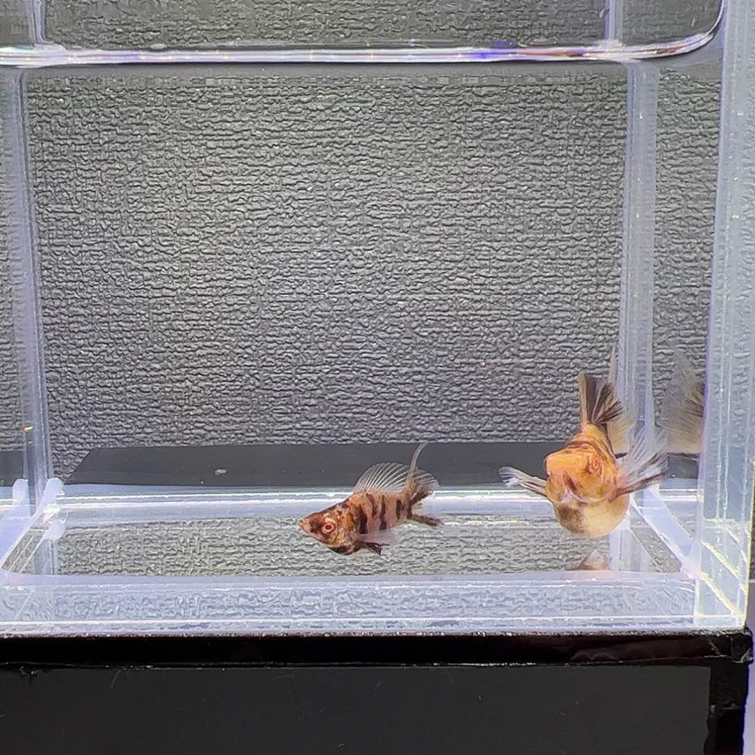 孔雀鱼可可大里石