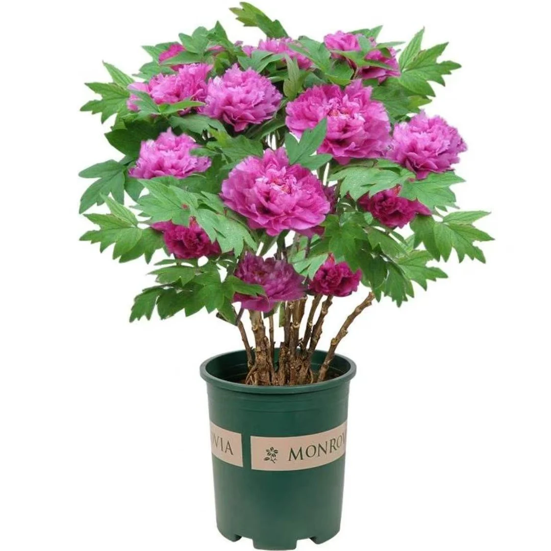 【紫牡丹】洛阳正品重瓣牡丹花多分枝观赏牡丹盆栽室内阳台室外耐寒