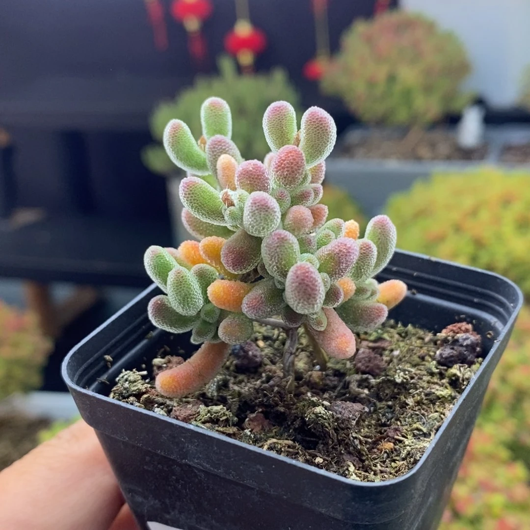 槐*341号实生红叶枝干多肉