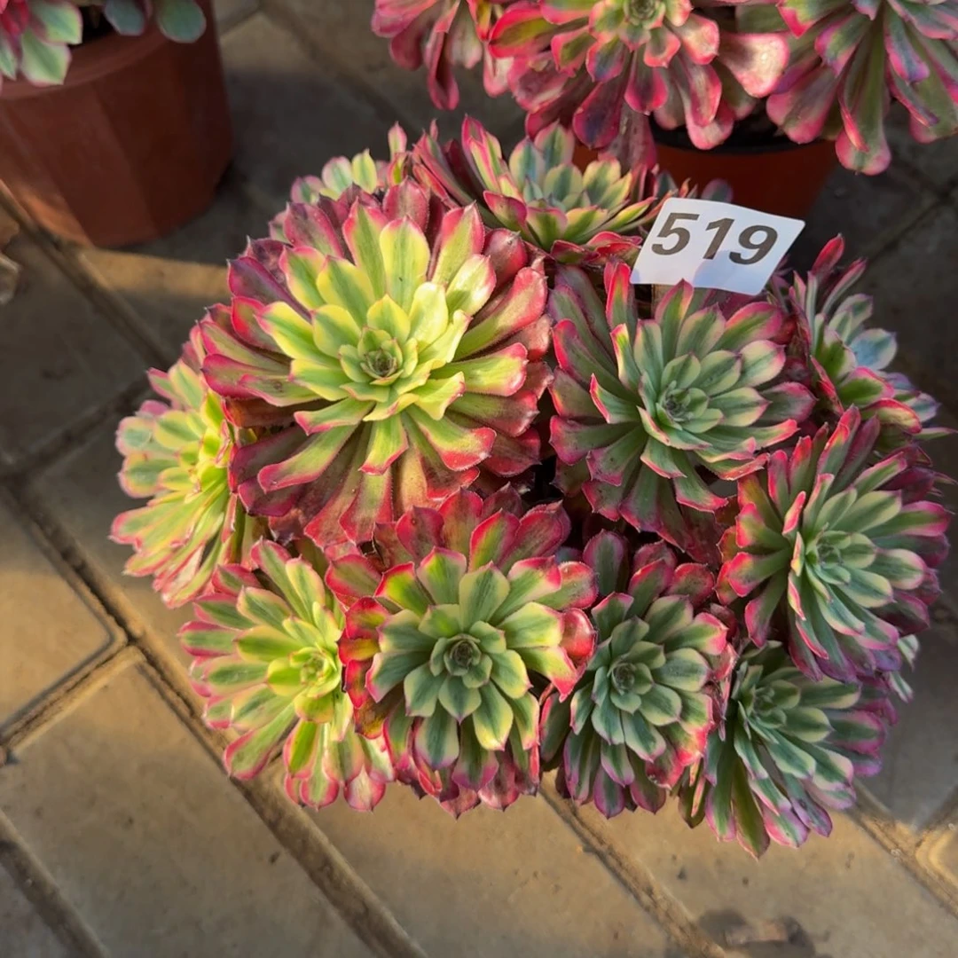 多肉植物519辉煌 法师