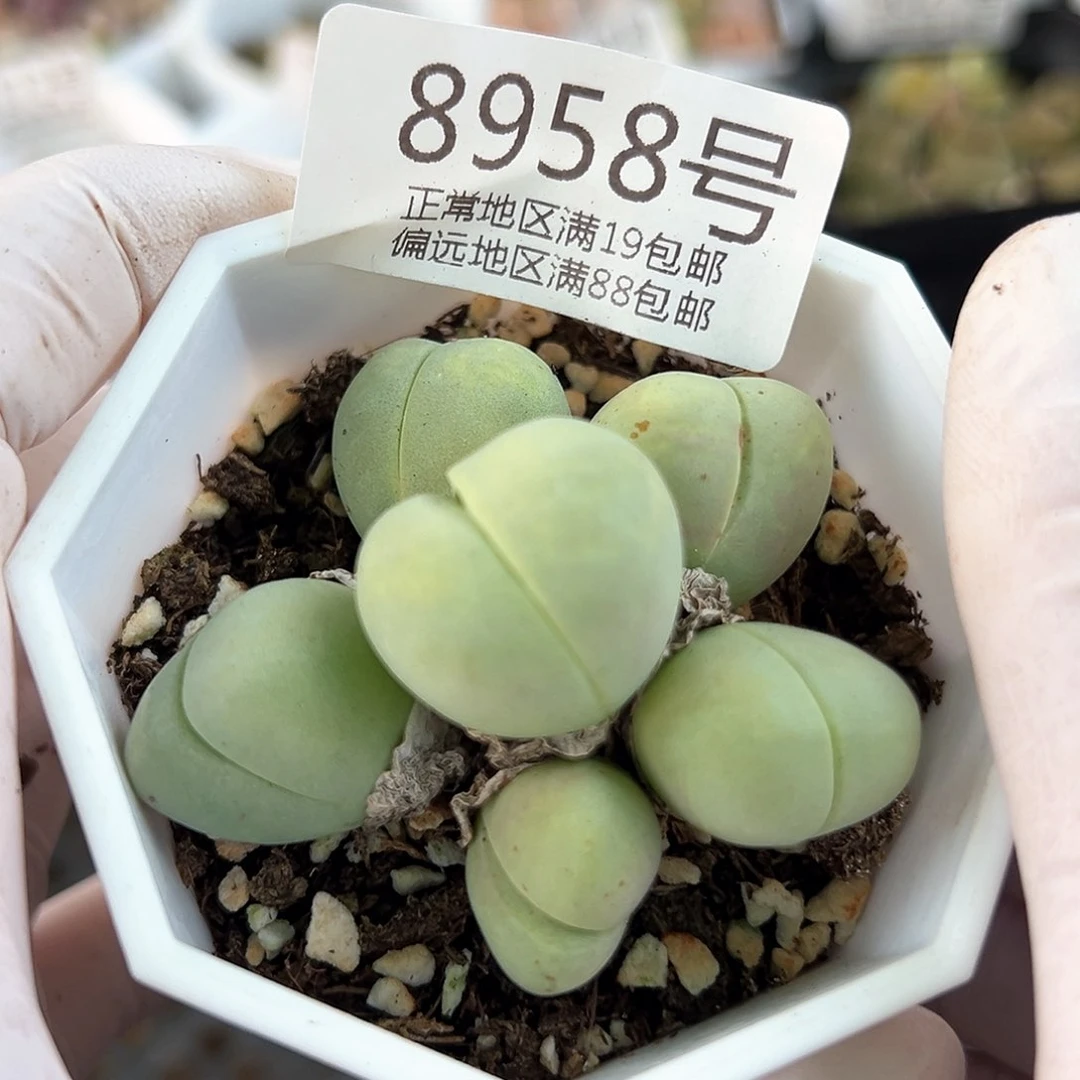 好养易活生石花大母本8958