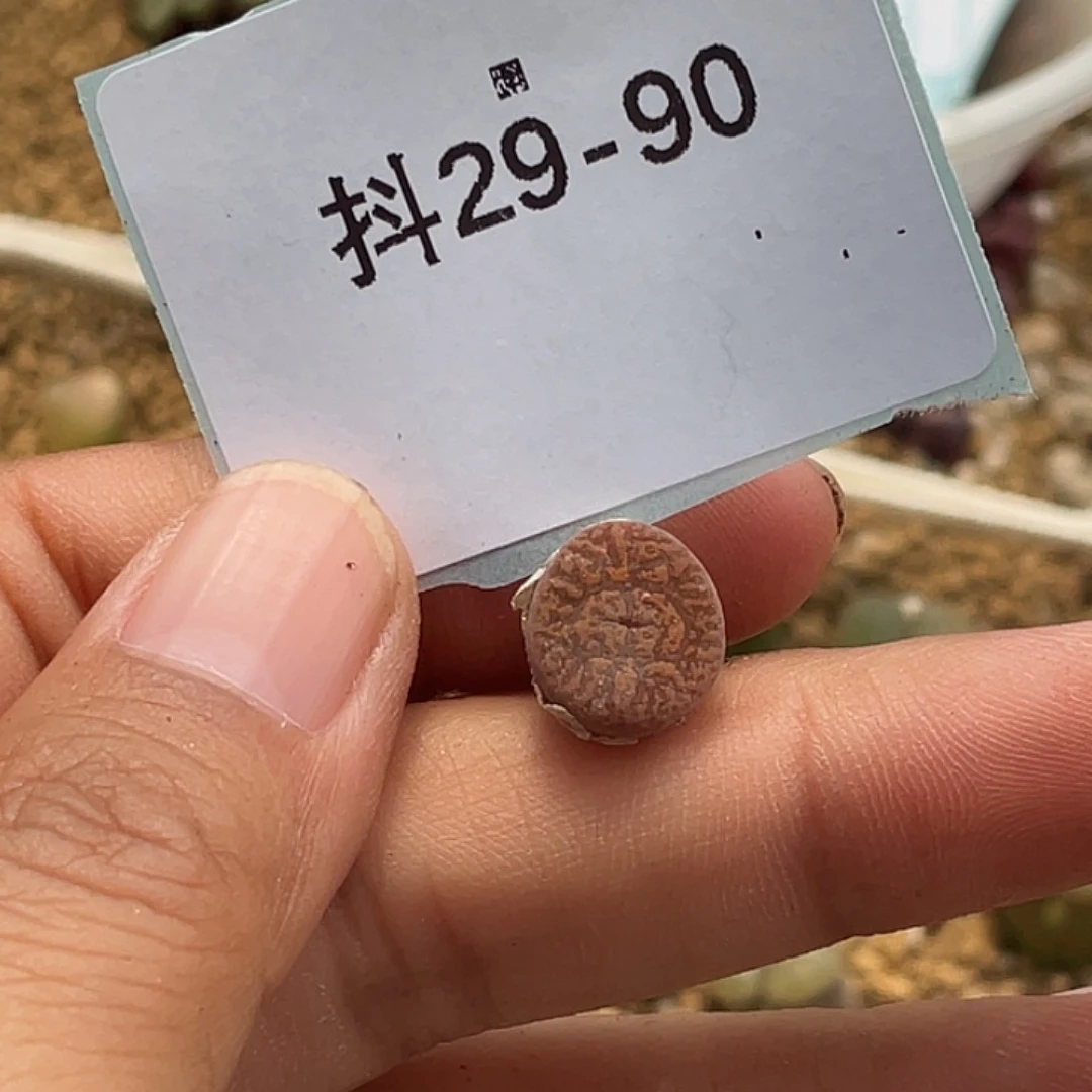 风***过29-90肉锥多肉植物