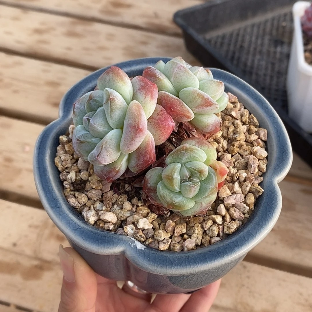 三头粗腿老桩冰玉