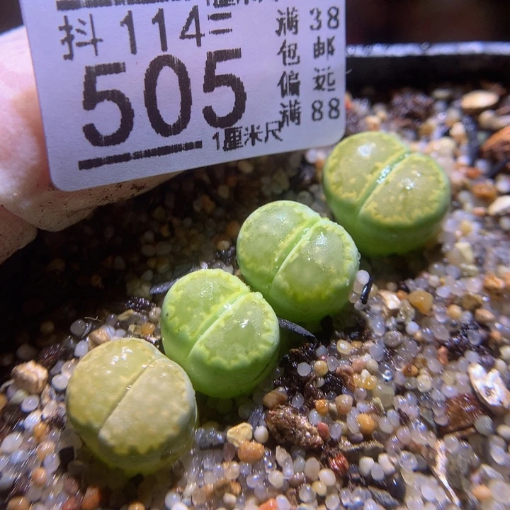 精品生石花114.505