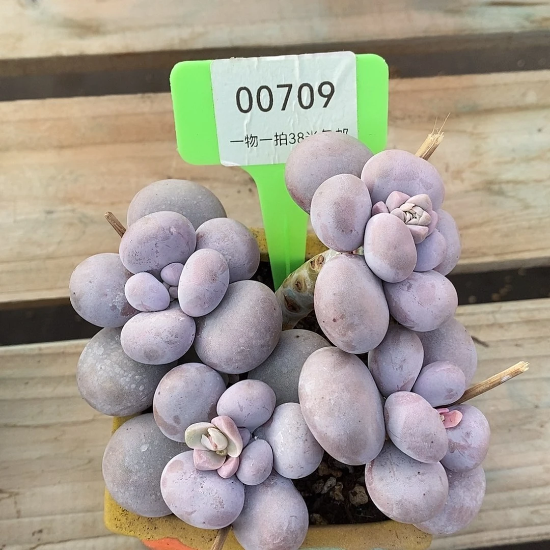 00709凑咯姐姐看我