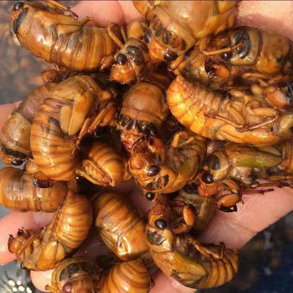 特产 野生金蝉 新鲜速冻知了猴 可烧烤油炸 xx