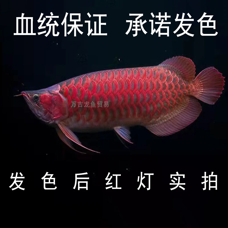 原装印泥进口小红龙辣椒大湖超雪白玉红龙16~22公分