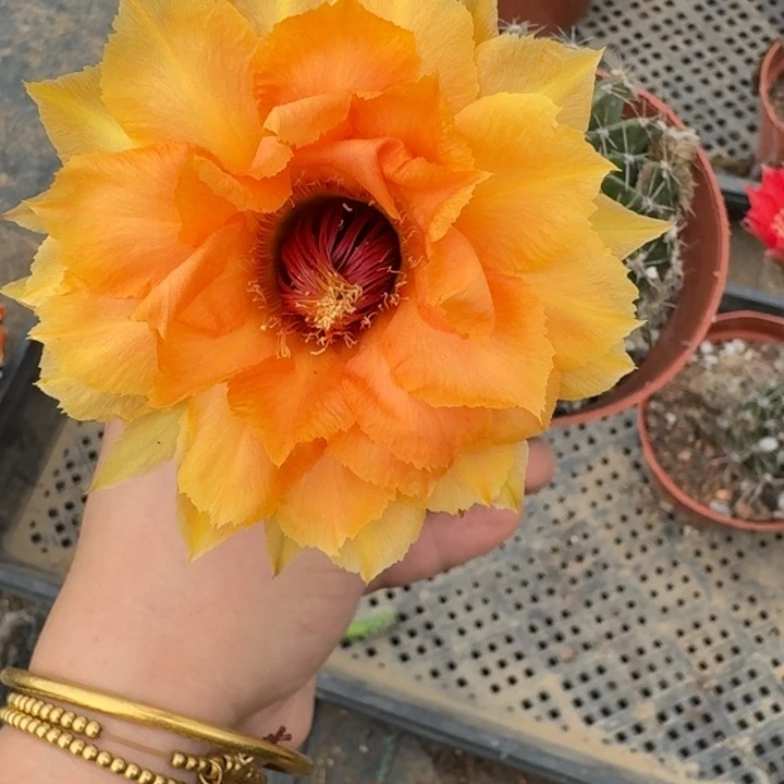 379实生彩草瘦脱土掰花斑