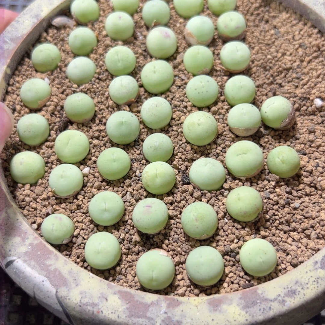 量拍鸽子蛋5颗，尺寸0.8-1