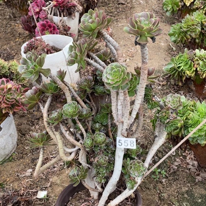 558灰法师多多呀砍过
